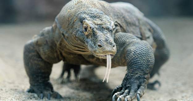 10 datos extraños sobre el mortal dragón de Komodo (Los animales)