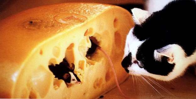 Top 10 Faszinierende Fakten über Käse