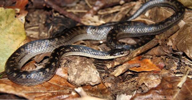 Top 10 serpientes más raras del mundo