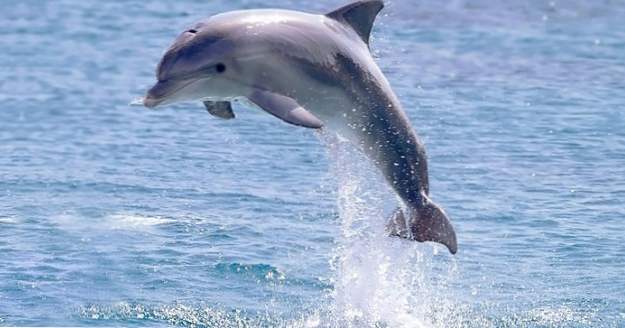 10 Fantastiska Dolphin Superpowers (djur)