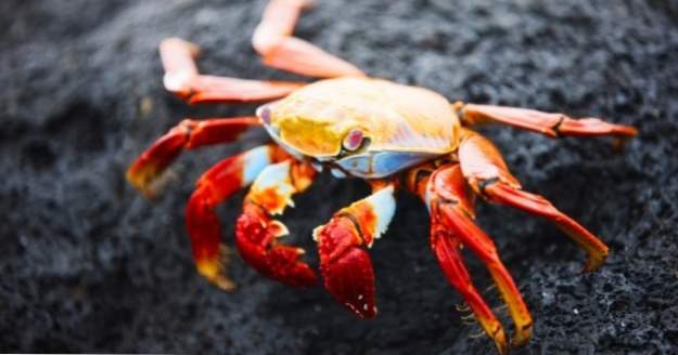 10 dieren bekend om gigantische zwermen (Dieren)