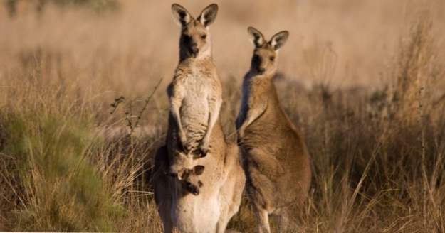 10 fantastiska fakta om Australiens björnar (djur)