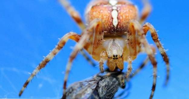 10 Coola och otäcka Arachnid Behavior (djur)