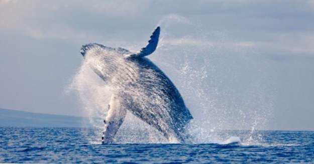 10 fatti giganteschi sulle balene (Animali)