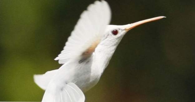 10 Otroliga Albino Djur (djur)