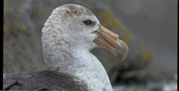 10 Shockingly creepy och Bloodstirsty Birds (djur)