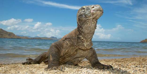 10 tortues et lézards terrifiants et dangereux (Animaux)