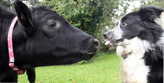 10 unerwartete Dinge, die Hunde riechen können