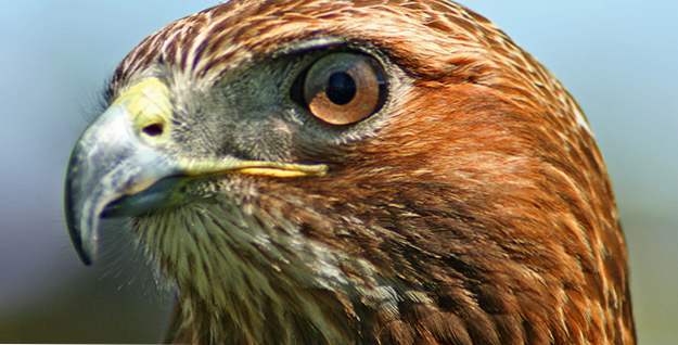 Top 10 des oiseaux les plus susceptibles de vous tuer (Animaux)