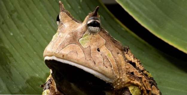 Top 10 des grenouilles bizarres
