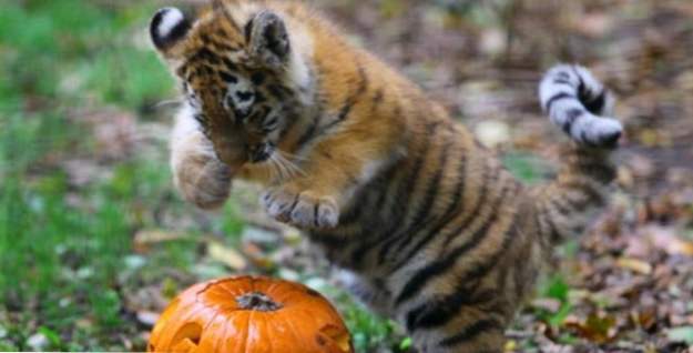 50 ongebruikelijke feiten over tijgers (Dieren)