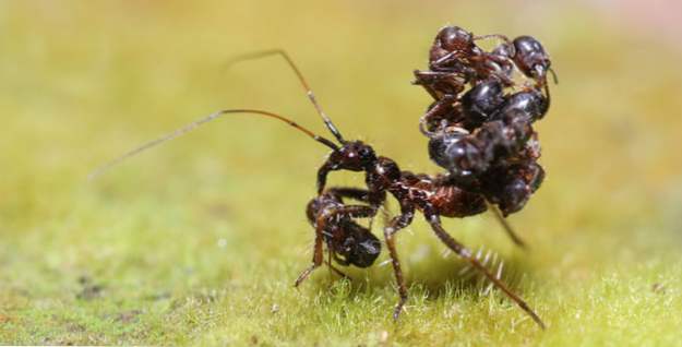 Top 10 bizarre spiders (Vreemde dingen)