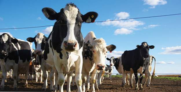 Top 10 polemiche sui bovini circostanti (Animali)