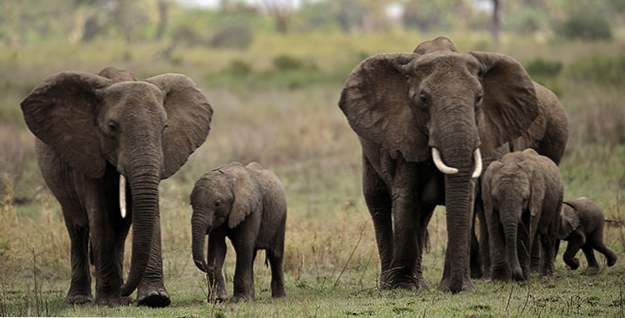 Top 10 fakta om elefanter
