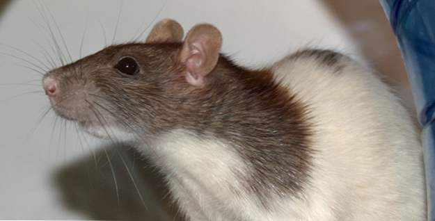 Top 10 datos fascinantes sobre las ratas