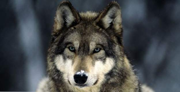 Top 10 hechos poco conocidos sobre los lobos