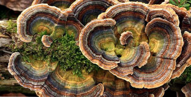 Top 10 unglaubliche Pilze (Unsere Welt)