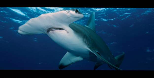 Top 10 tiburones increíbles