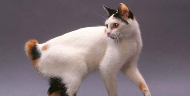 Top 10 razas de gatos inusuales