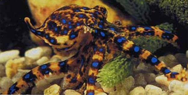 Top 15 inusuales criaturas del mar profundo (Los animales)